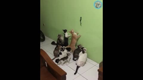 Funny Cat Video