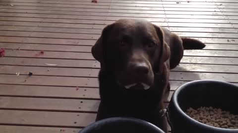 Hungry Chocolate Labrador