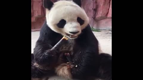 Best Funny Video Animals