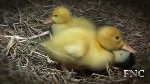 Watch This Funny Cat And Duck, You Must Love it