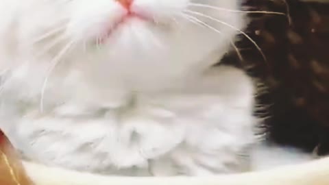 Cute cat with feeding details