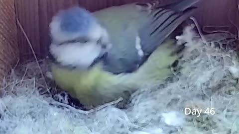 From empty nest to first egg in less than 8 minutes! - BlueTit nest box live camera highlights