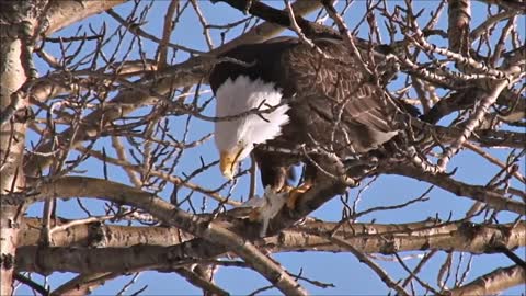 All About Bald Eagles for Kids: Animal Videos for Children - FreeSchool