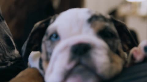 Puppy Yoga Class in London By Yoga Paws UK - English Bulldog Puppies(1080P_HD).mp4