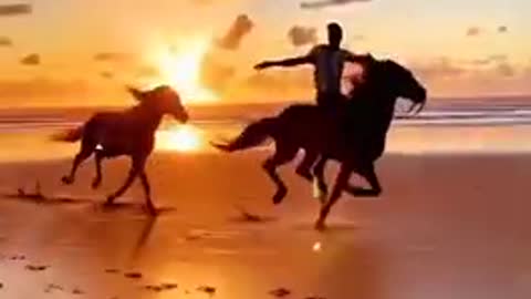 Horse Running Video