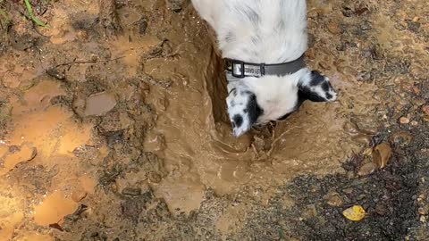 Maise loves mudholes