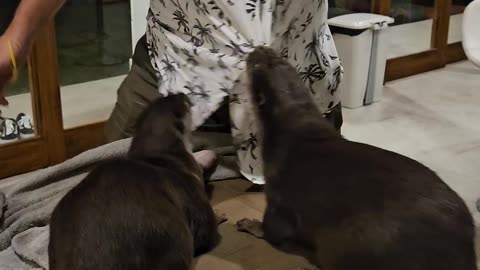 Otters Play With Human