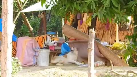 Troll Prank Dog Funny fake Lion and Fake Tiger Prank To dog Huge Box Prank to dog