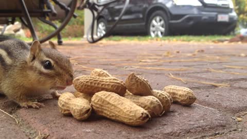 Cute Chipmunk Eating Peanuts- One Minute Video