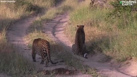 A young leopard was stalking an impala, only to be caught completely off guard by another leopard!