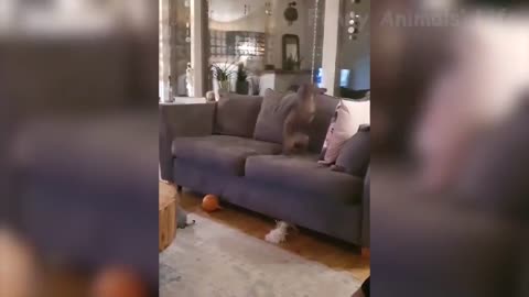 Funny Pet Videos - Dogs and Cats Doing Cute Things