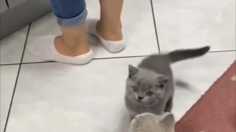 kittens climb their mom as they couldn’t wait for food