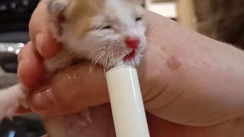 Baby cat drinks milk by syringe🥰