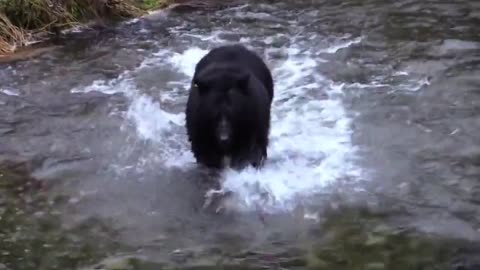 Black Bear Bear Chasing Salmon Feeding Fish River