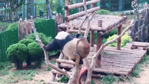 🐼 Panda Funny Moment Videos Compilation🐼