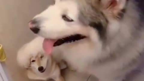 Cute and funny dog 🐕