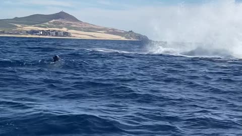 Cabo Whales