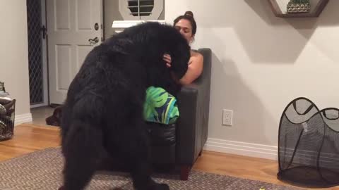 Massive Newfoundland Thinks He's A Tiny Lap Dog