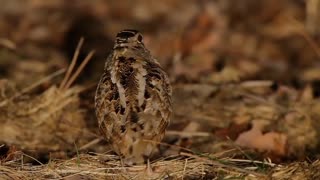 Funny bird just vibing to the beat