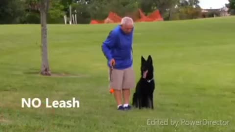 Teach your dog to be aggressive