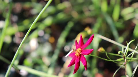 Crane Fly Feeding on a Coreopsis Flower - "I'm not a mosquito"