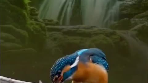 Eat fish bird