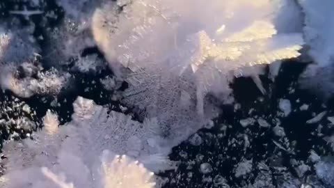 FROST FLOWERS~EKLUTNA LAKE ALASKA USA