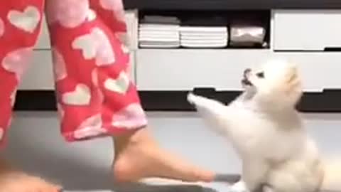 Cute dog dancing with their owner 😎