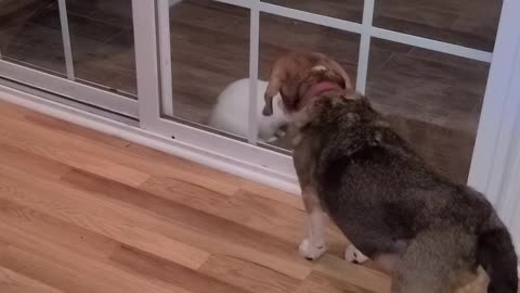 Bodi Beagle Meets Frosty the Bunny