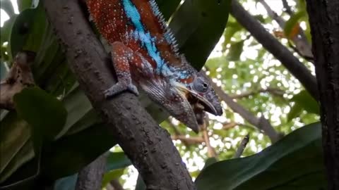 Amazing Beautiful Animal Lizard Tortoise video.