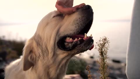 Labra dor enjoying a head scratch relax