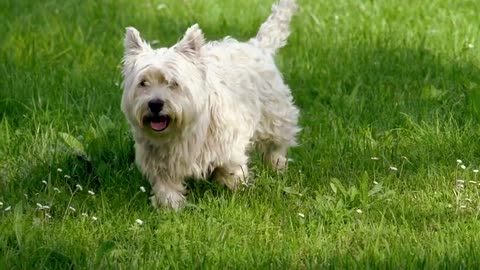 cute dog ! playing dog with his master