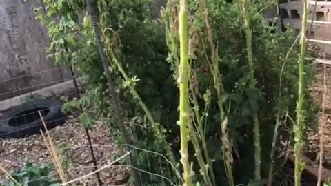 Cherry Tomato Plants in Phoenix AZ