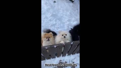 Cute Puppies Doing Funny Things 2021 Just Funny Animals