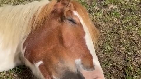 🥰 Dreaming Horse Talks In It's Sleep