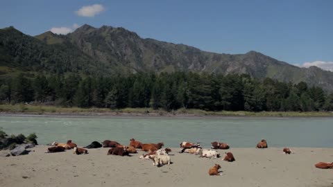 herd of cows lies on a mountain river beach