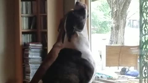 Two large dogs stare out of a window and howl inside a house