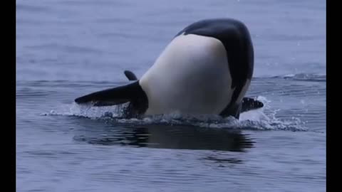 Watch this killer whale Monterey in stunning slow motion