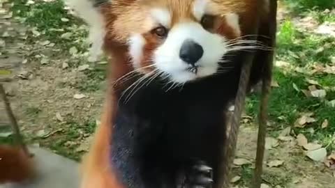 Red panda 1