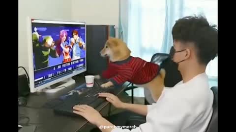 Dog Rage Quits?! A cute shiba plays video games against human.