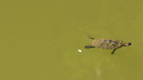 Turtle swimming at the pond