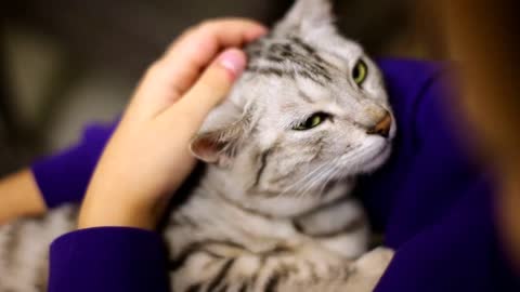 How to tell if your Feline/Cat is having Hearing Loss!