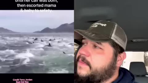 Whale 🐋 had babies and sharks 🦈 came but dolphins defended🫶🥹