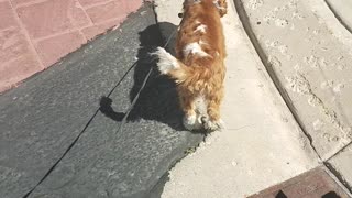 Loves walks