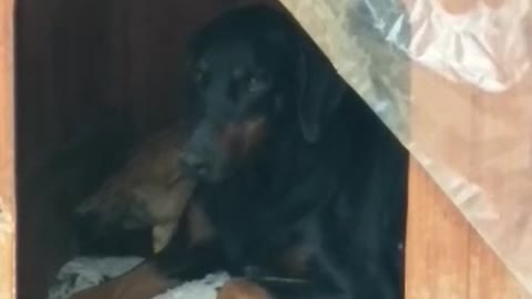 Doberman thinks baby chicken is a puppy