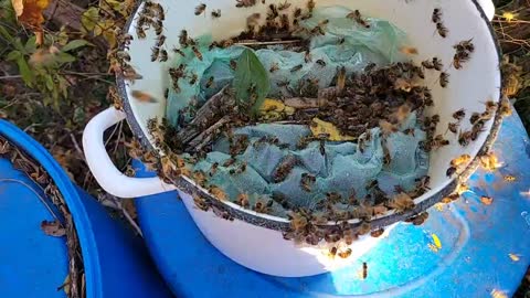 Beautiful Fall Day For Feeding Honeybees! 🐝🐝🐝🐝