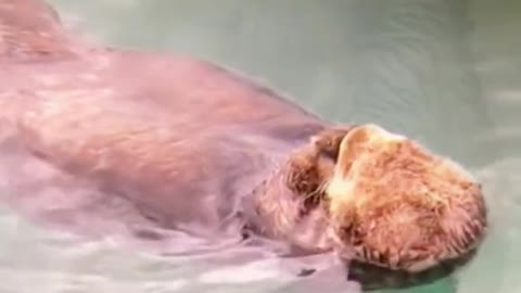 Baby sea otter drowning in love