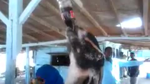 A goat drinks soft drinks from the bottle