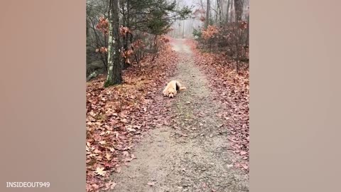 "Barking Up the Funny Tree: Laugh-Out-Loud Dog Moments!"