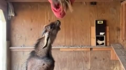 Animal Goat funny video